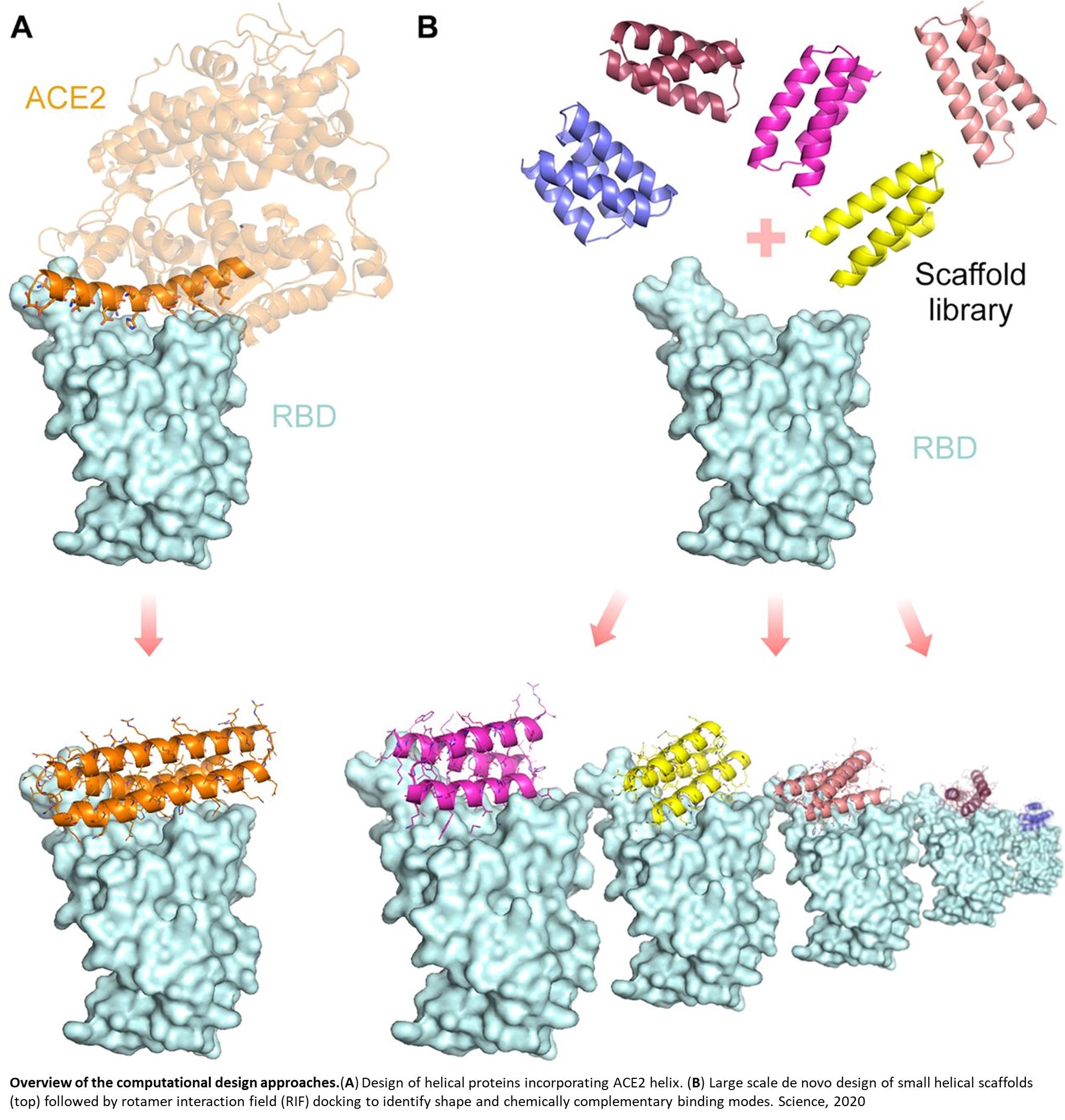 Mini proteins to treat COVID-19